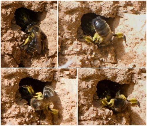 Andrena sp.